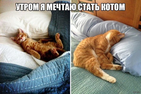 Прикольные коты с добрым утром