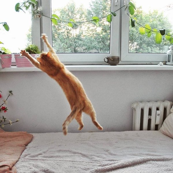 Кот потягивается