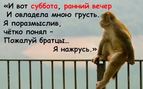 Смешные выражения про субботу