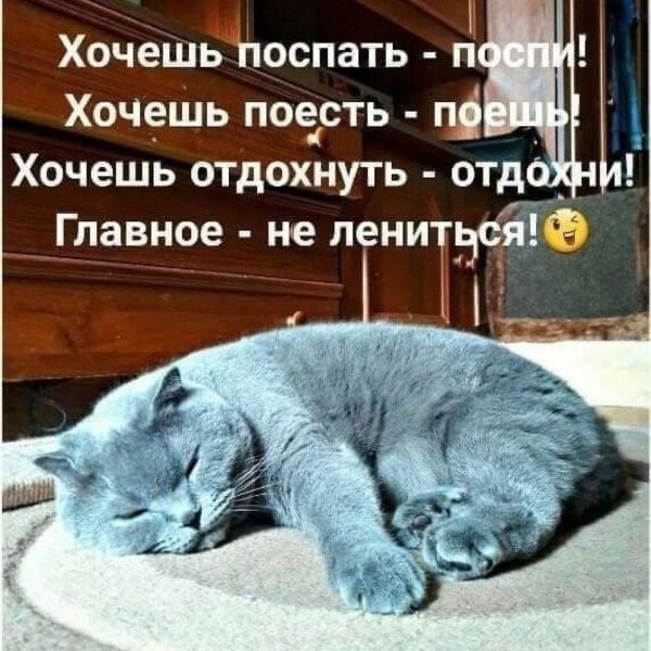 Приколы с котами утро