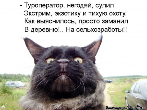 Смешные котики с надписями до слёз
