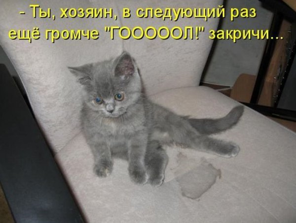 Приколы с котами с надписями