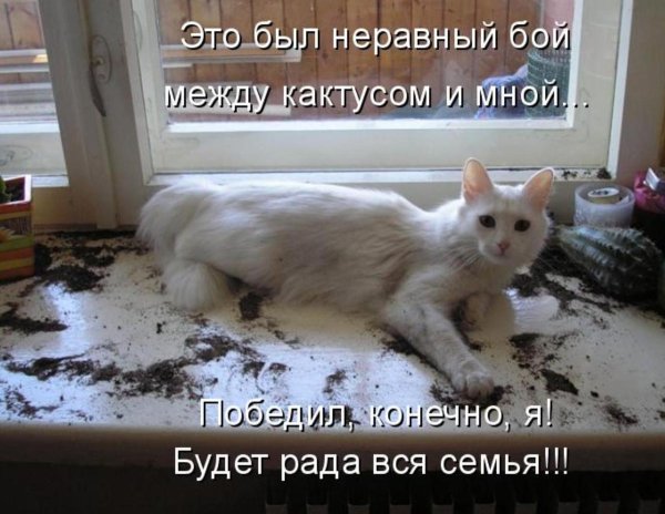 Картинки прикольные смешные с надписями