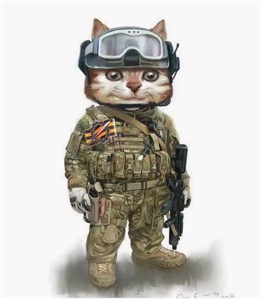 Котик в военной форме