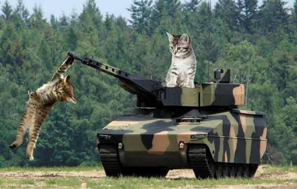 Кошка Военная
