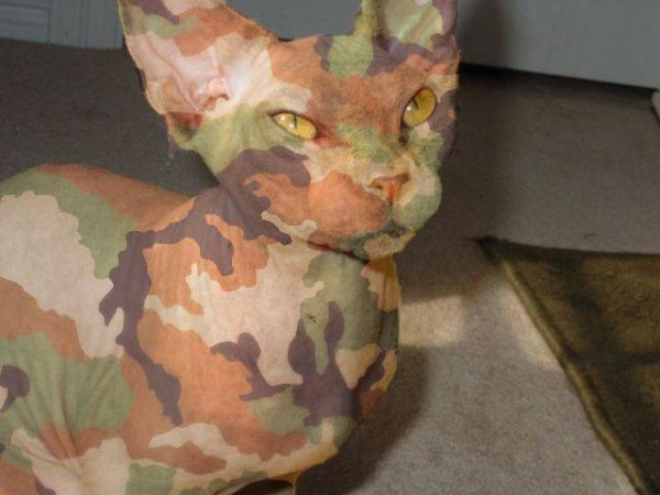 Кот в камуфляжной форме