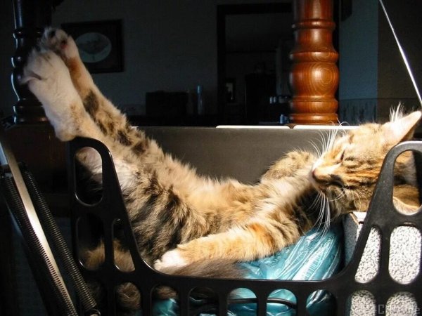Кошка отдыхает