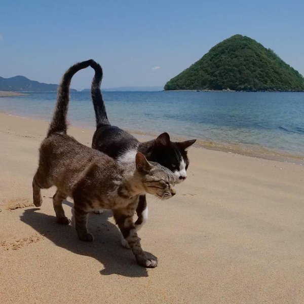 Кошка на отдыхе