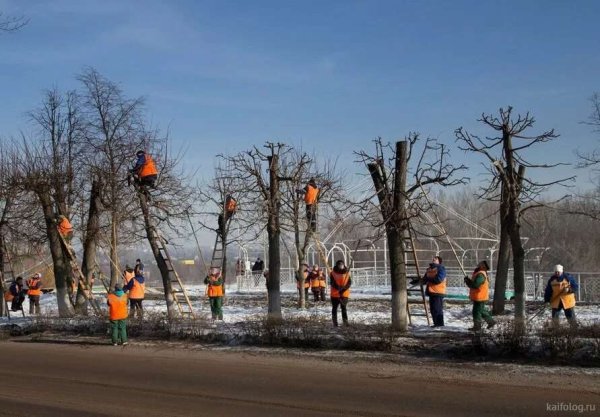 Снегири прилетели