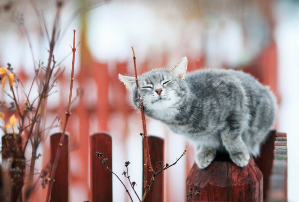 Весенний котик