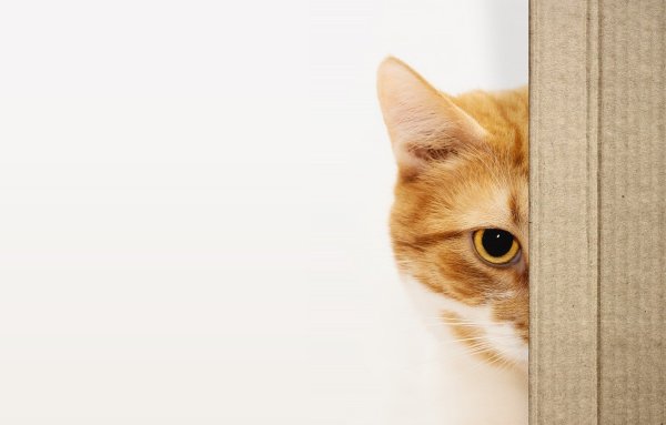 Котенок выглядывает