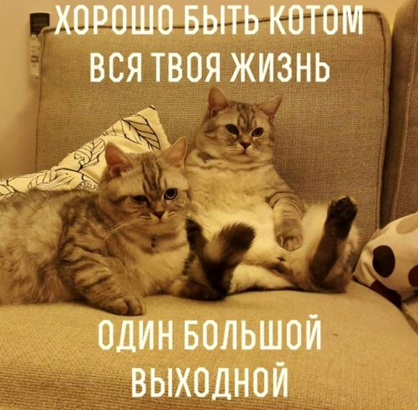 Выходные дни прикольные