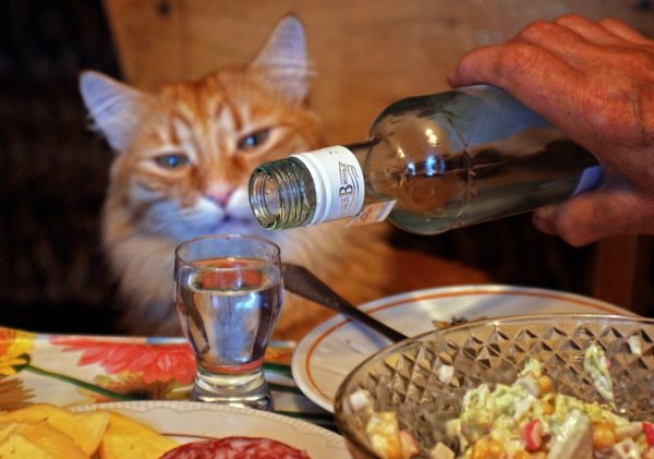 Кот с выпивкой