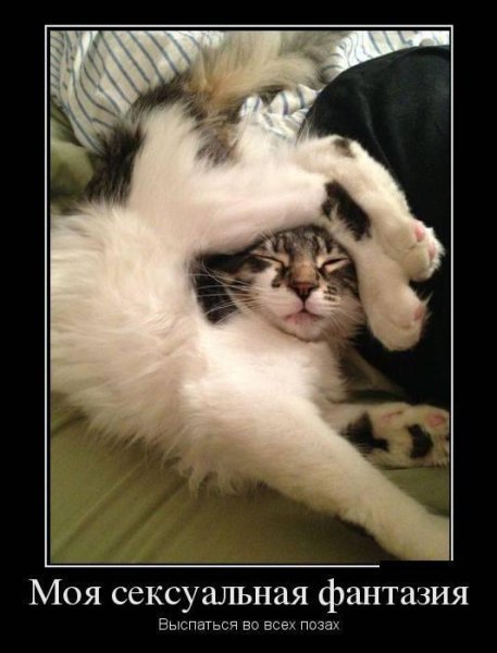 Фантазия прикол