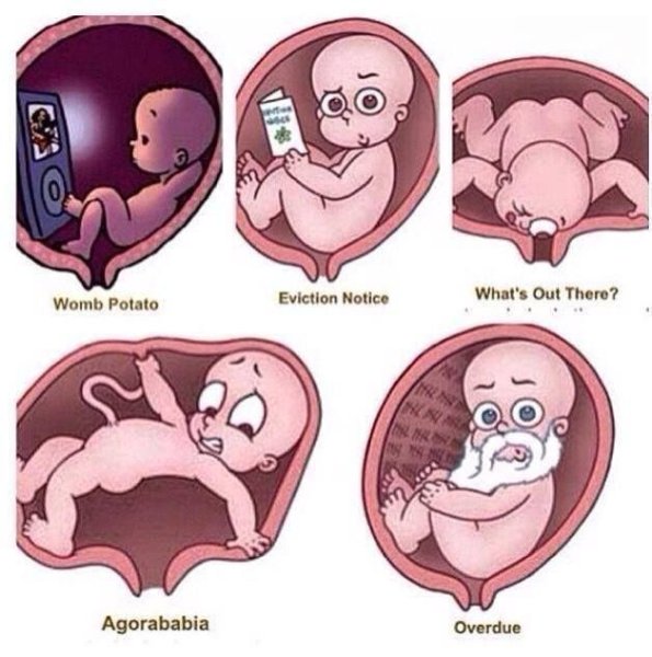 Внутренние органы при беременности