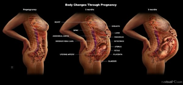 Внутренние органы во время беременности