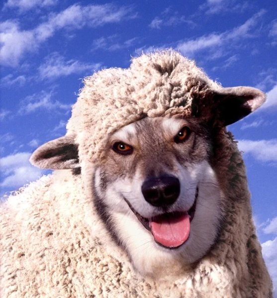 Волк в овечьей шкуре