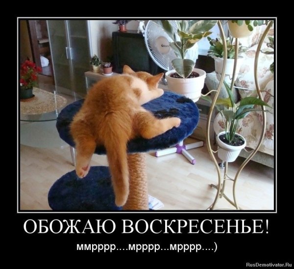 Воскресенье приколы