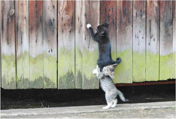 Котик на заборе