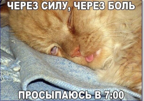 Сонное утро