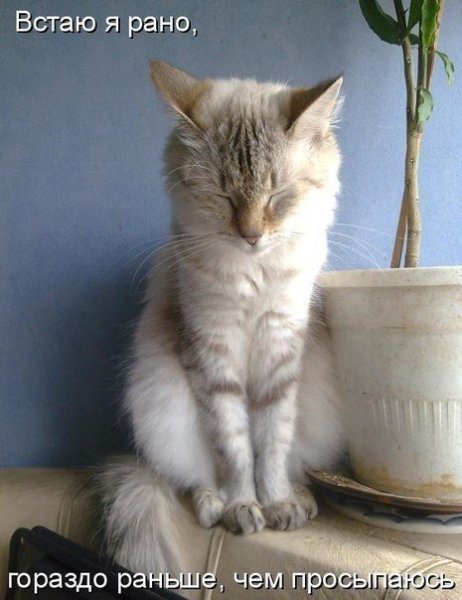 Приколы с котами утро
