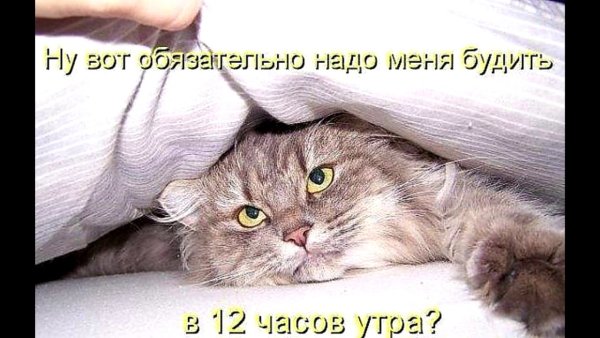 Котенок проснулся