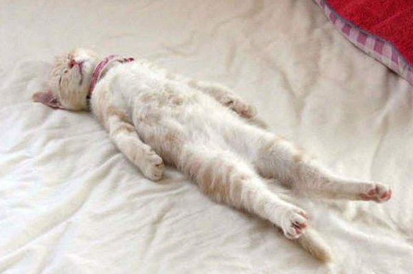 Котик лежит