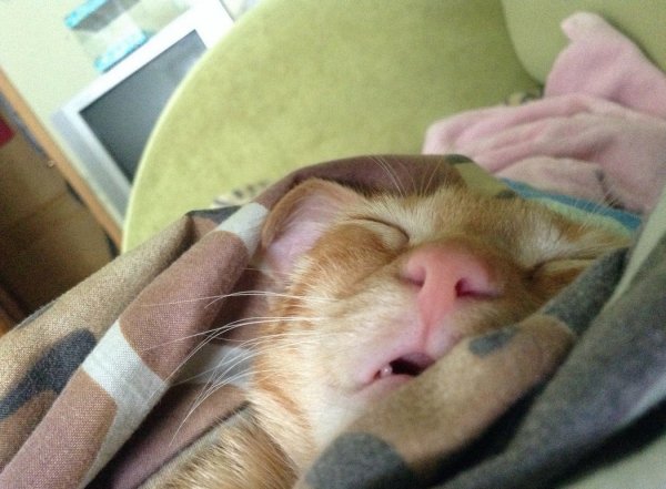 Спящий кот