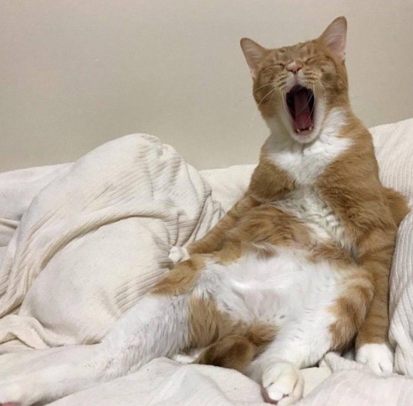 Утренние коты