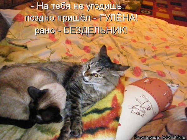 Смешные котята с надписями