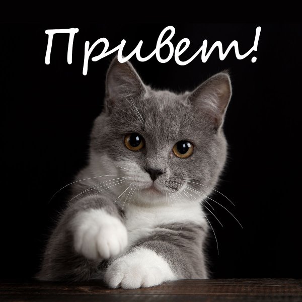Котик с надписью привет