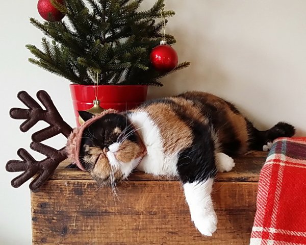 Кот новый год