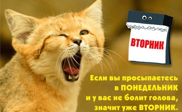 Вторник с надписями до слез