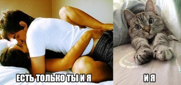 Кошки занимаются любовью