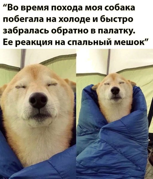 Юмор про собак