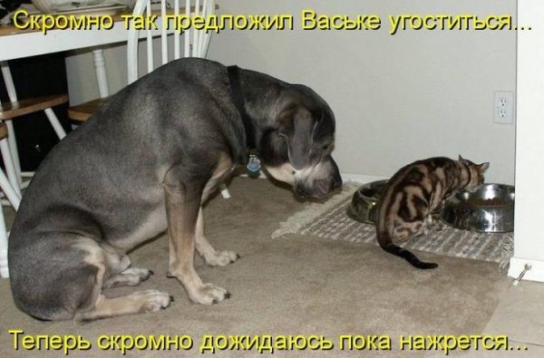 Животные с юмором
