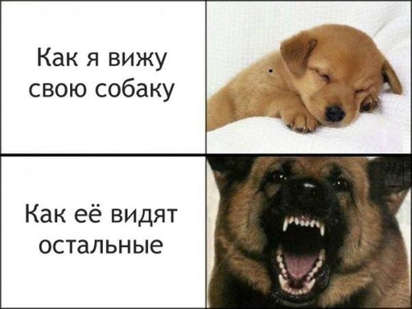 Мемы с собаками