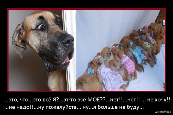 Демотиваторы собаки прикольные