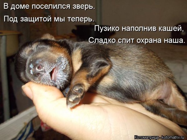 Смешные животные с надписями