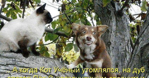 Приколы с животными с надписями