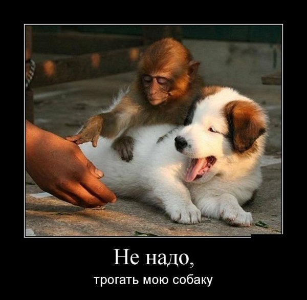 Собака друг человека демотиватор