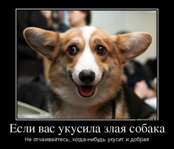 Демотиваторы про щенков