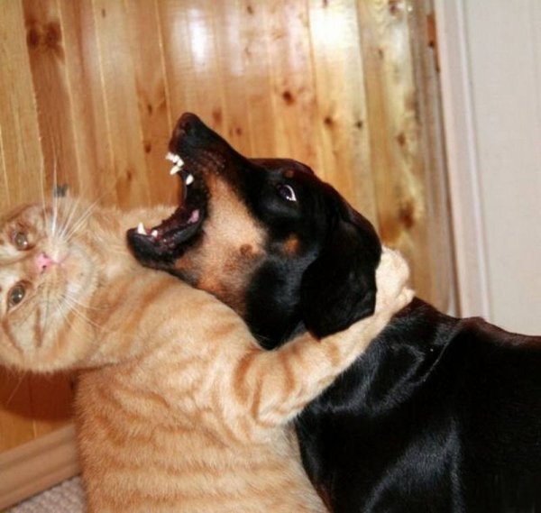Душит кота