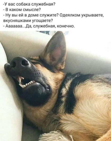Юмор про собак