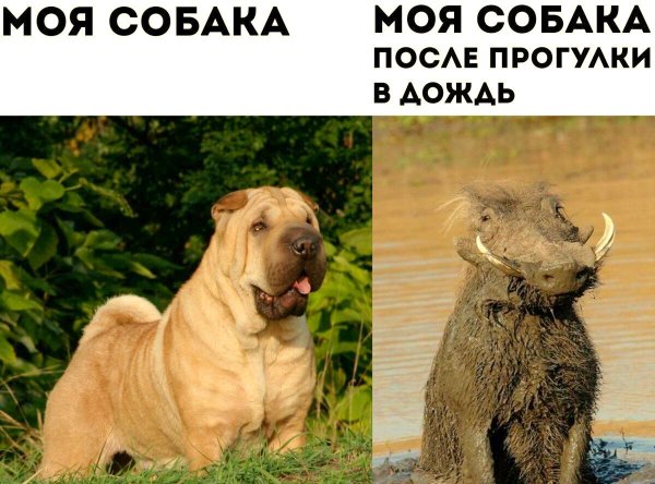Смешные собаки с надписями