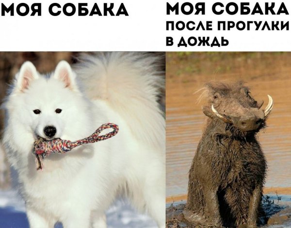 Самоедская собака приколы