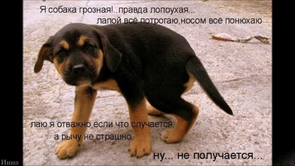 Приколы картинки с надписями
