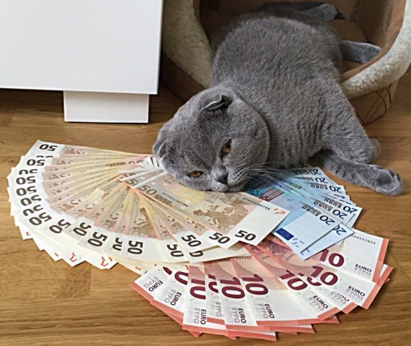 Смешные котики с деньгами