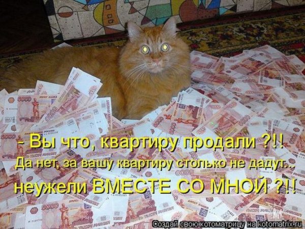 Кот с деньгами прикол