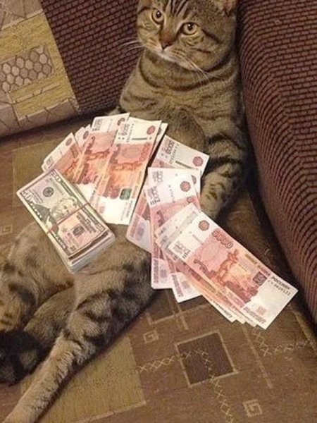 Денежный котик